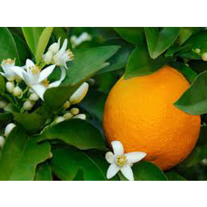 Huile essentielle Orange douce