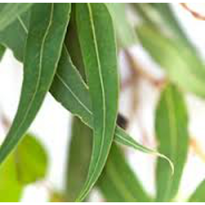 Huile essentielle Eucalyptus radié BIO