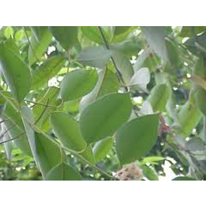 Huile essentielle Eucalyptus globulus
