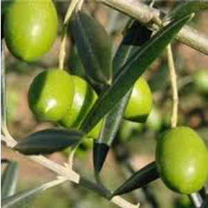 Huile de Grignons d'Olive